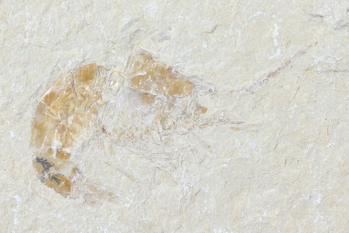 Cretaceous Fossil Shrimp - Lebanon #123866